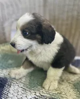 Kimmel, a female Bernese Mountain Dog for sale in Clarksville, MI – 2 of 2
