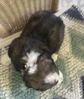 Gracie, a female Bernese Mountain Dog for sale in Clarksville, MI – 2 of 2