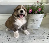 Sadie, a female Bernese Mountain Dog for sale in Clarksville, MI – 2 of 2