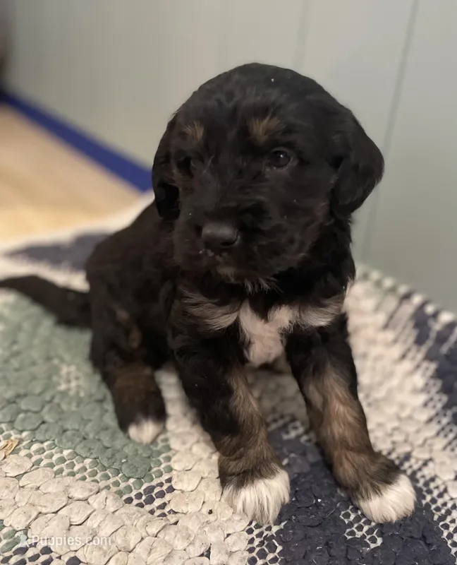 Dody – Goldendoodle puppy for sale in Clarksville, MI