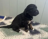 Dody, a female Goldendoodle for sale in Clarksville, MI – Photo 2 of 2