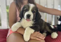 Gracie, a female Bernese Mountain Dog and Great Pyrenees for sale in Clarksville, MI – 2 of 4