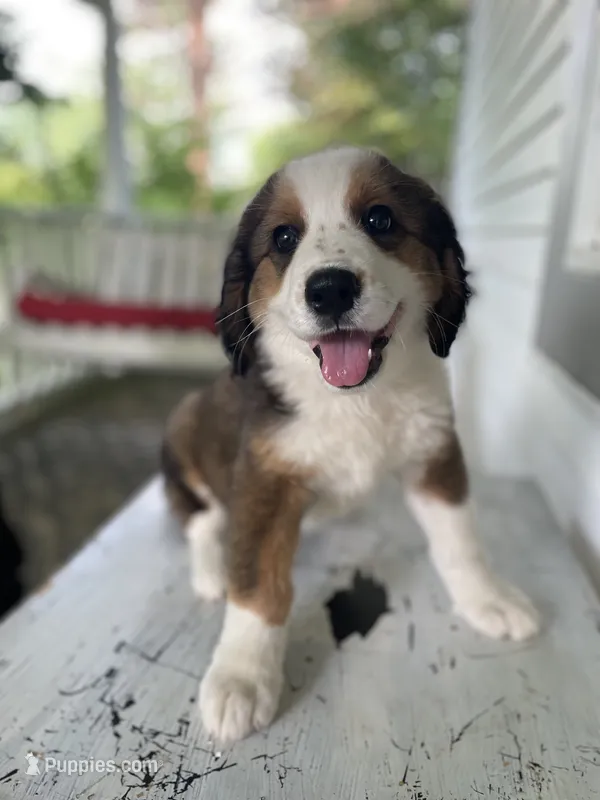 Kimmer – Bernese Mountain Dog, Great Pyrenees puppy for sale in Clarksville, MI