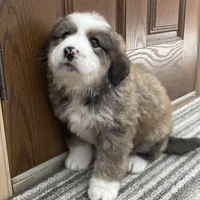 Gemma, a female Bernese Mountain Dog and Great Pyrenees for sale in Clarksville, MI – Photo 3 of 3