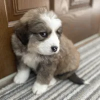 Gemma, a female Bernese Mountain Dog and Great Pyrenees for sale in Clarksville, MI – Photo 1 of 3