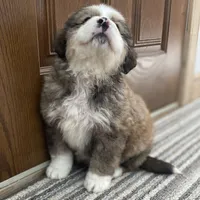 Gemma, a female Bernese Mountain Dog and Great Pyrenees for sale in Clarksville, MI – Photo 2 of 3