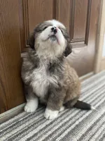 Gemma, a female Bernese Mountain Dog and Great Pyrenees for sale in Clarksville, MI – Photo 2 of 3