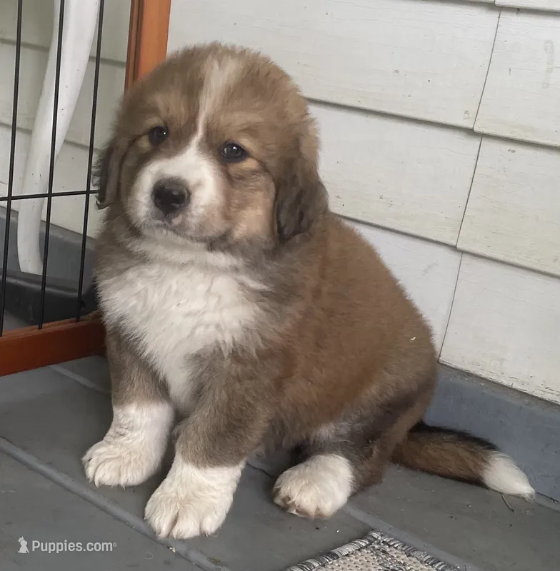 Sadie – Bernese Mountain Dog puppy for sale in Clarksville, MI