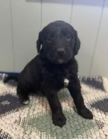 Oliver, a male Goldendoodle for sale in Clarksville, MI – Photo 2 of 2