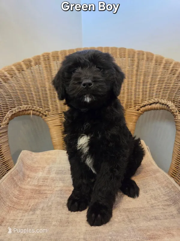 Oliver – Goldendoodle puppy for sale in Clarksville, MI