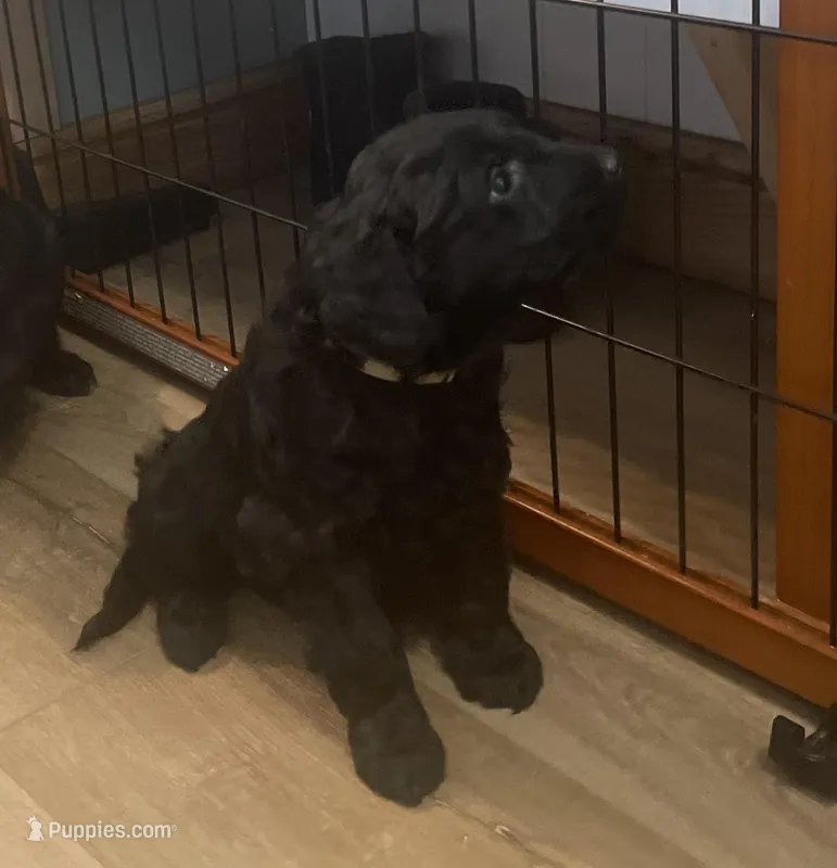 Billie Jo – Goldendoodle puppy for sale in Clarksville, MI