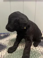 Billie Jo, a female Goldendoodle for sale in Clarksville, MI – Photo 2 of 2