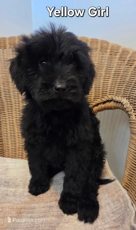 Billie Jo – Goldendoodle puppy for sale in Clarksville, MI