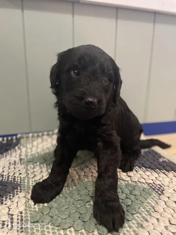 Billie Jo – Goldendoodle puppy for sale in Clarksville, MI