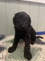 Billie Jo, a female Goldendoodle for sale in Clarksville, MI – Photo 1 of 2