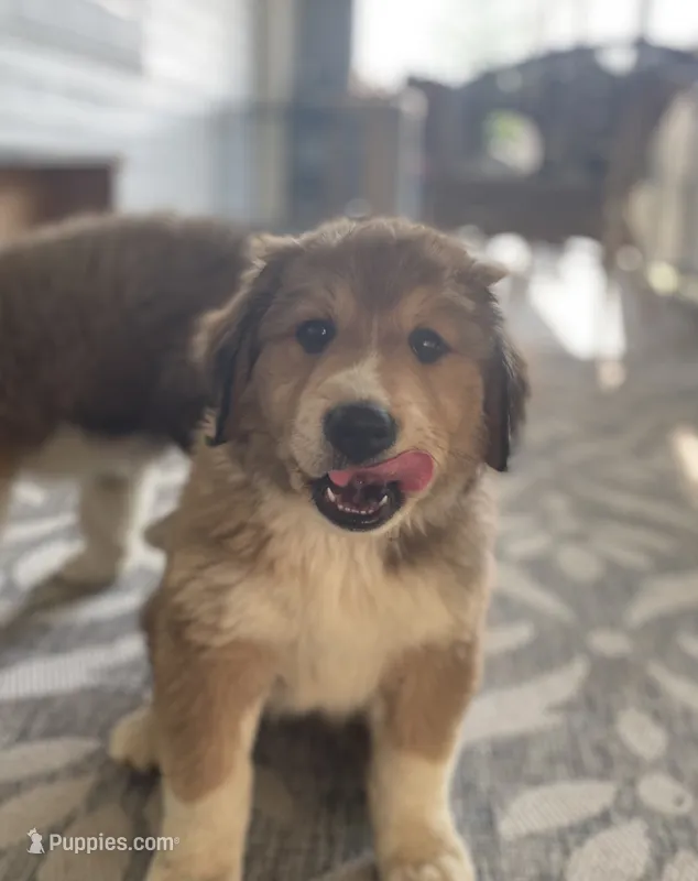 Libby – Bernese Mountain Dog puppy for sale in Clarksville, MI