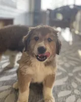 Libby, a female Bernese Mountain Dog for sale in Clarksville, MI – 1 of 3