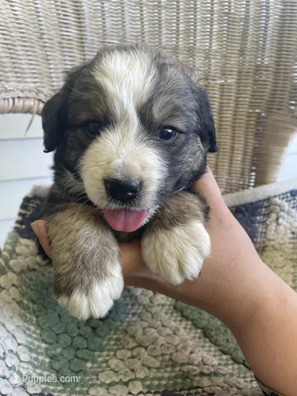 Paws – Bernese Mountain Dog puppy for sale in Clarksville, MI