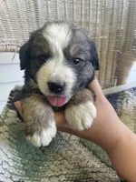 Paws, a female Bernese Mountain Dog for sale in Clarksville, MI – 1 of 2