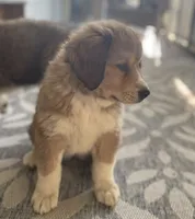 Libby, a female Bernese Mountain Dog for sale in Clarksville, MI – 2 of 3