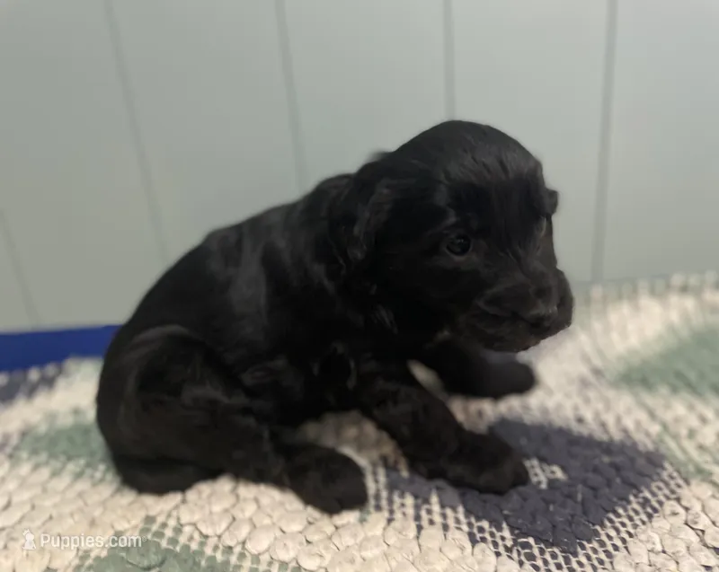 Fran – Goldendoodle puppy for sale in Clarksville, MI