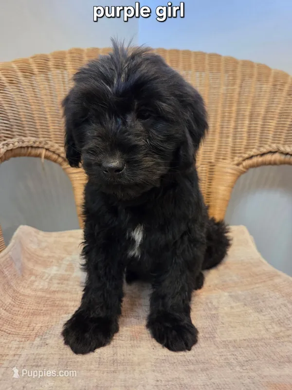 Fran – Goldendoodle puppy for sale in Clarksville, MI