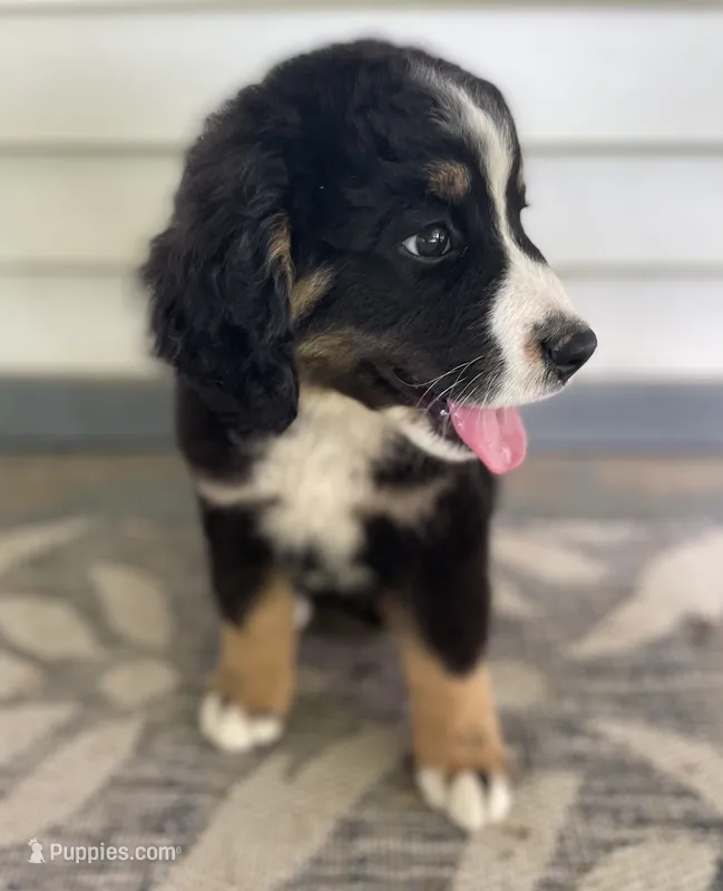 Joanie – Bernese Mountain Dog, Great Pyrenees puppy for sale in Clarksville, MI