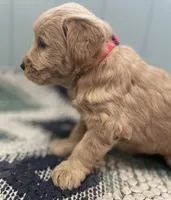 Patti, a female Goldendoodle for sale in Clarksville, MI – Photo 1 of 2