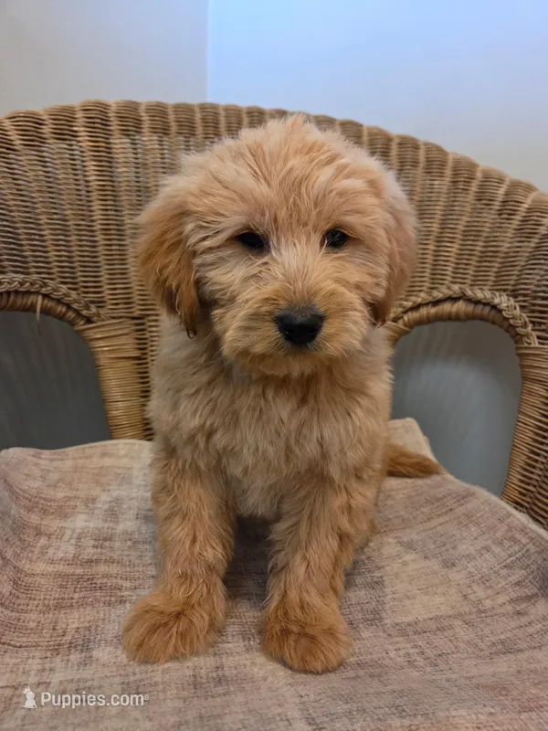 Patti – Goldendoodle puppy for sale in Clarksville, MI
