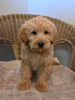 Patti, a female Goldendoodle for sale in Clarksville, MI – Photo 1 of 3