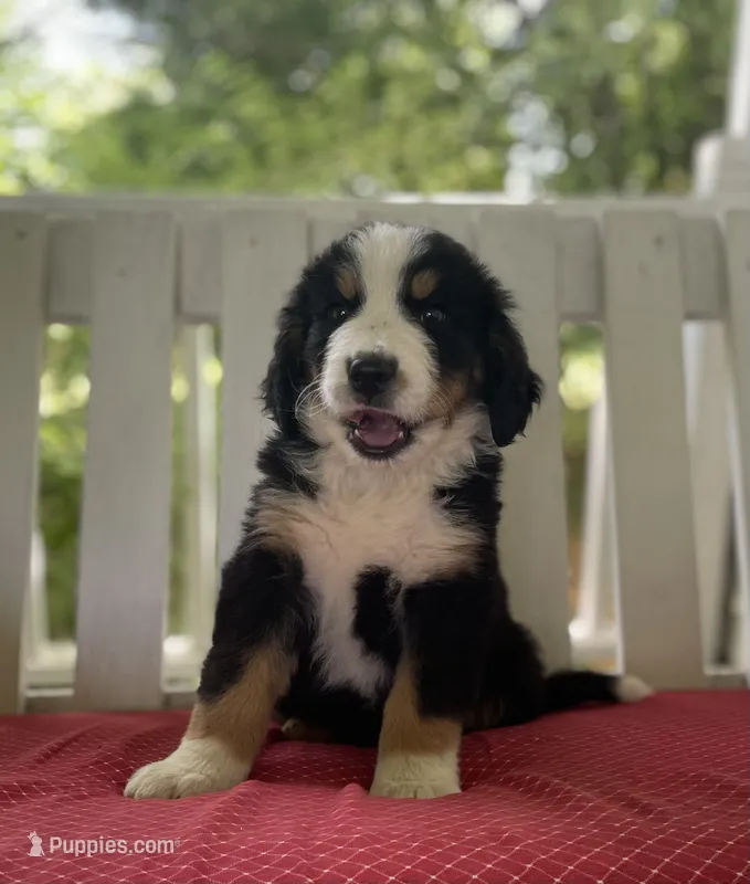 Blue – Bernese Mountain Dog, Great Pyrenees puppy for sale in Clarksville, MI