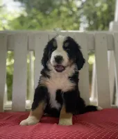 Blue, a male Bernese Mountain Dog and Great Pyrenees for sale in Clarksville, MI – 1 of 2