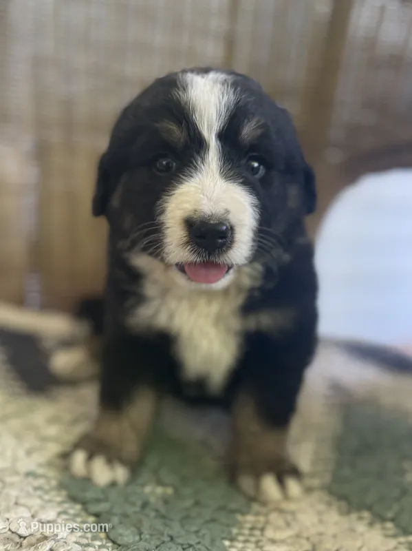 Joanie – Bernese Mountain Dog puppy for sale in Clarksville, MI