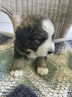 Paws, a female Bernese Mountain Dog for sale in Clarksville, MI – 2 of 2