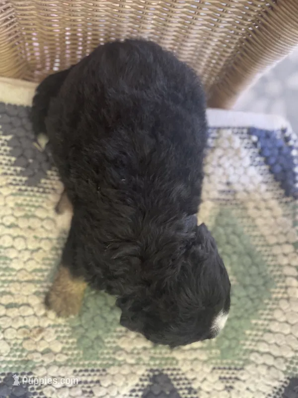 Joanie – Bernese Mountain Dog puppy for sale in Clarksville, MI