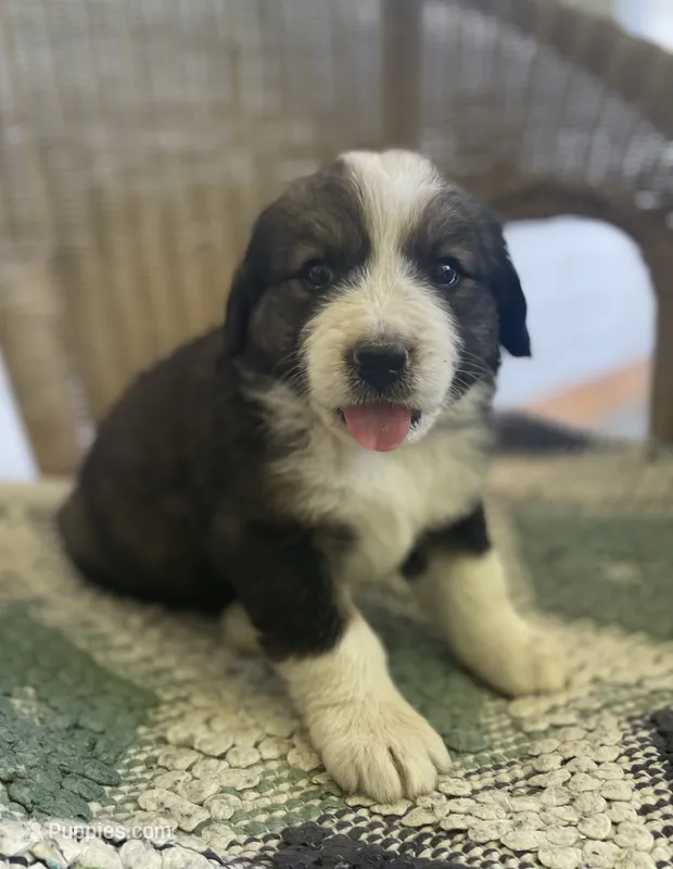 Gracie – Bernese Mountain Dog puppy for sale in Clarksville, MI