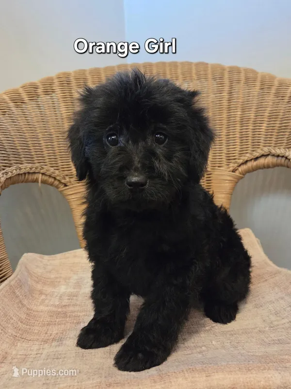 Molly, a female Goldendoodle for sale in Clarksville, MI – Photo 1 of 2