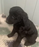 Molly, a female Goldendoodle for sale in Clarksville, MI – Photo 2 of 3