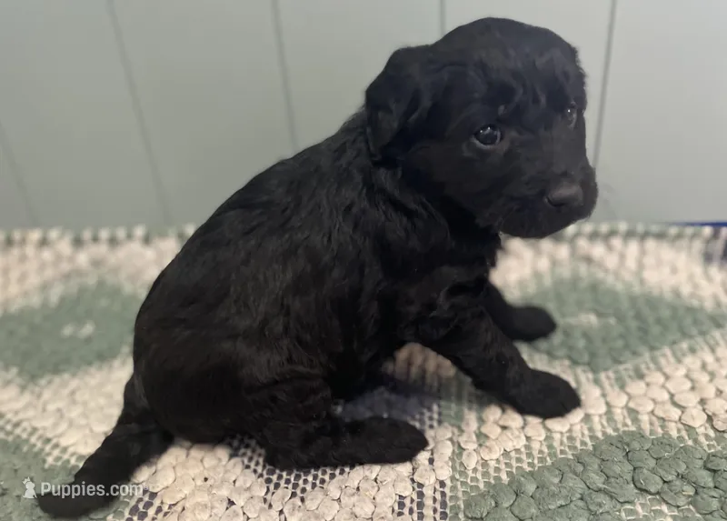 Molly – Goldendoodle puppy for sale in Clarksville, MI