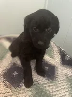 Molly, a female Goldendoodle for sale in Clarksville, MI – Photo 3 of 3