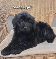 Molly, a female Goldendoodle for sale in Clarksville, MI – Photo 2 of 2