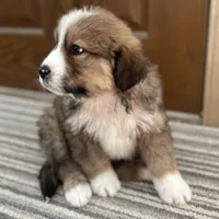 Reuben, a male Bernese Mountain Dog and Great Pyrenees for sale in Clarksville, MI – Photo 3 of 3
