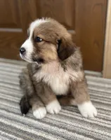 Reuben, a male Bernese Mountain Dog and Great Pyrenees for sale in Clarksville, MI – Photo 3 of 3