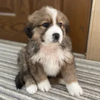 Reuben, a male Bernese Mountain Dog and Great Pyrenees for sale in Clarksville, MI – Photo 2 of 3