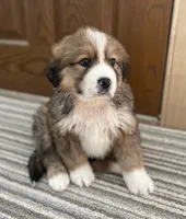 Reuben, a male Bernese Mountain Dog and Great Pyrenees for sale in Clarksville, MI – Photo 2 of 3