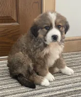 Reuben, a male Bernese Mountain Dog and Great Pyrenees for sale in Clarksville, MI – Photo 1 of 3