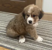 Titus, a male Bernese Mountain Dog and Great Pyrenees for sale in Clarksville, MI – Photo 1 of 3