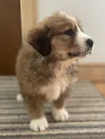 Titus, a male Bernese Mountain Dog and Great Pyrenees for sale in Clarksville, MI – Photo 2 of 3