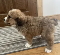 Titus, a male Bernese Mountain Dog and Great Pyrenees for sale in Clarksville, MI – Photo 3 of 3