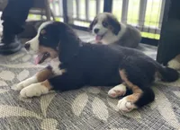 Blue, a male Bernese Mountain Dog and Great Pyrenees for sale in Clarksville, MI – 2 of 2